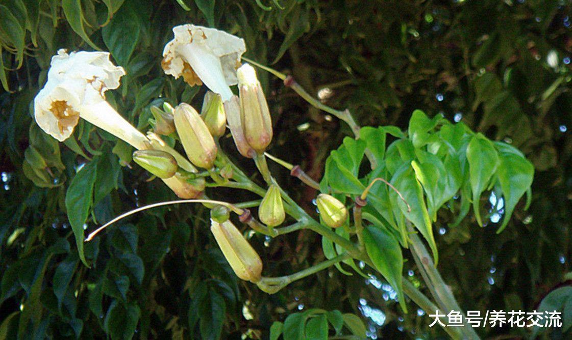 能够增湿和改善空气质量的幸福树, 感染腻虫要怎么解决?