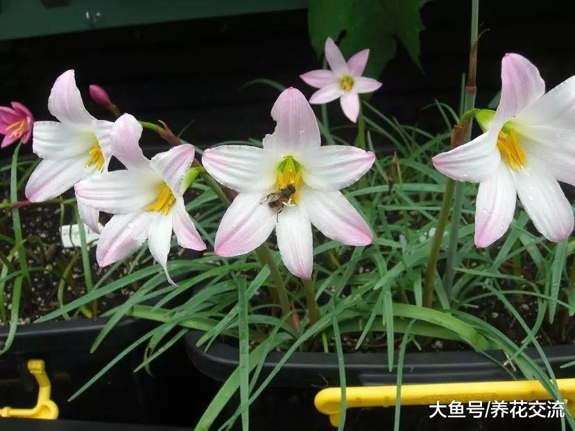 只要有风雨就特别容易开花的一种植物, 适合养有散射光的阳台上