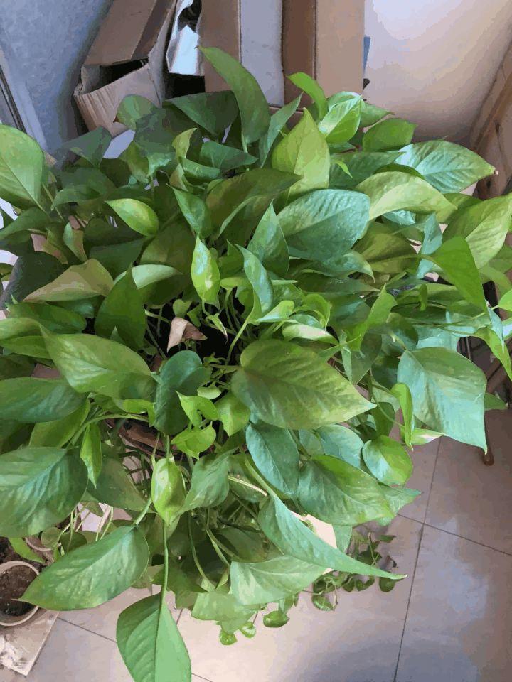 家里的花摆在这儿, 放一盆死一盆, 连绿萝都养不活!