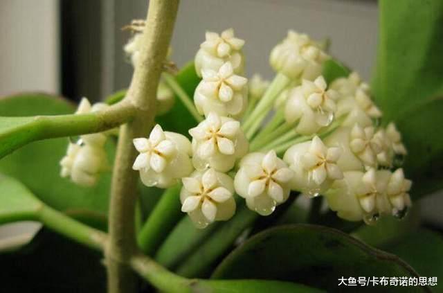 冬天就养这6种“花花草草”, 花期超长, 关键它们有助睡眠还招财