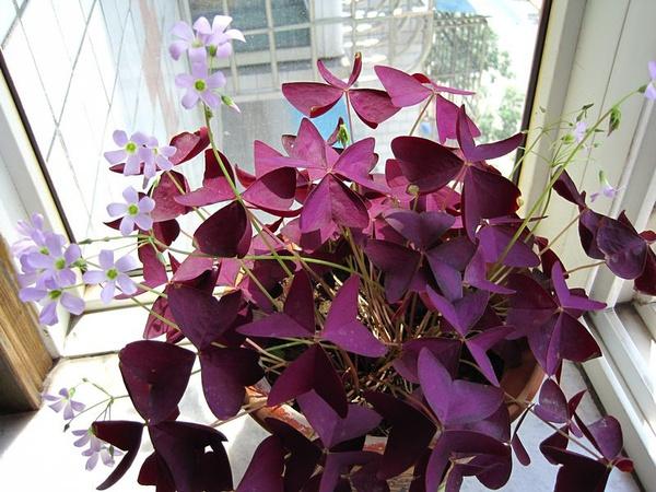 办公室花卉|耐阴耐旱的紫叶子草, 花期长达8个月, 办公室能养它?