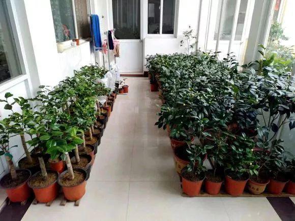 趁着还没到霜降, 抓紧做好这一步, 不然家里的花一盆不剩!