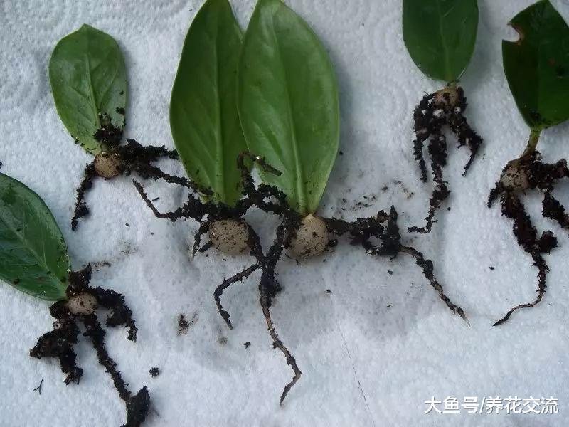 掌握下面这6个繁殖方法, 家里大部分植物都能不断复制了