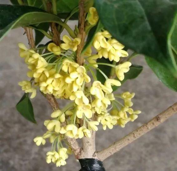 气温骤降10℃, 你家的花再不管, 秋冬肯定只剩盆!