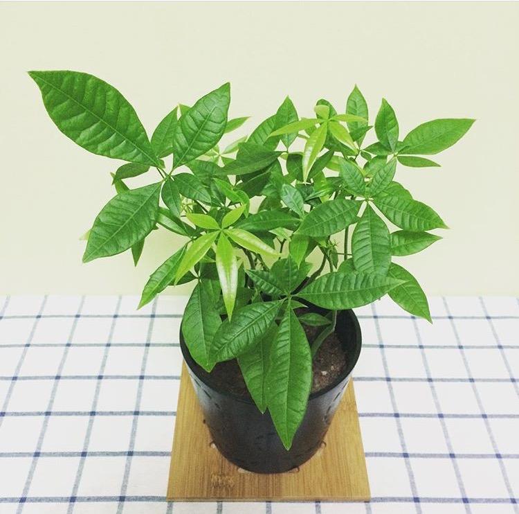 高温干燥! 发财树又黄叶了? 试试这几招, 让叶片长的油光锃亮
