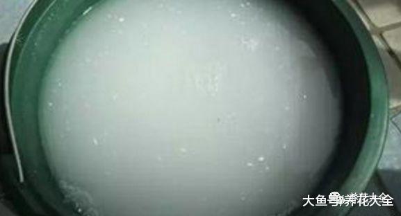 虎皮兰又烂根了? 放在水里泡一下, 很快就能长出新根!