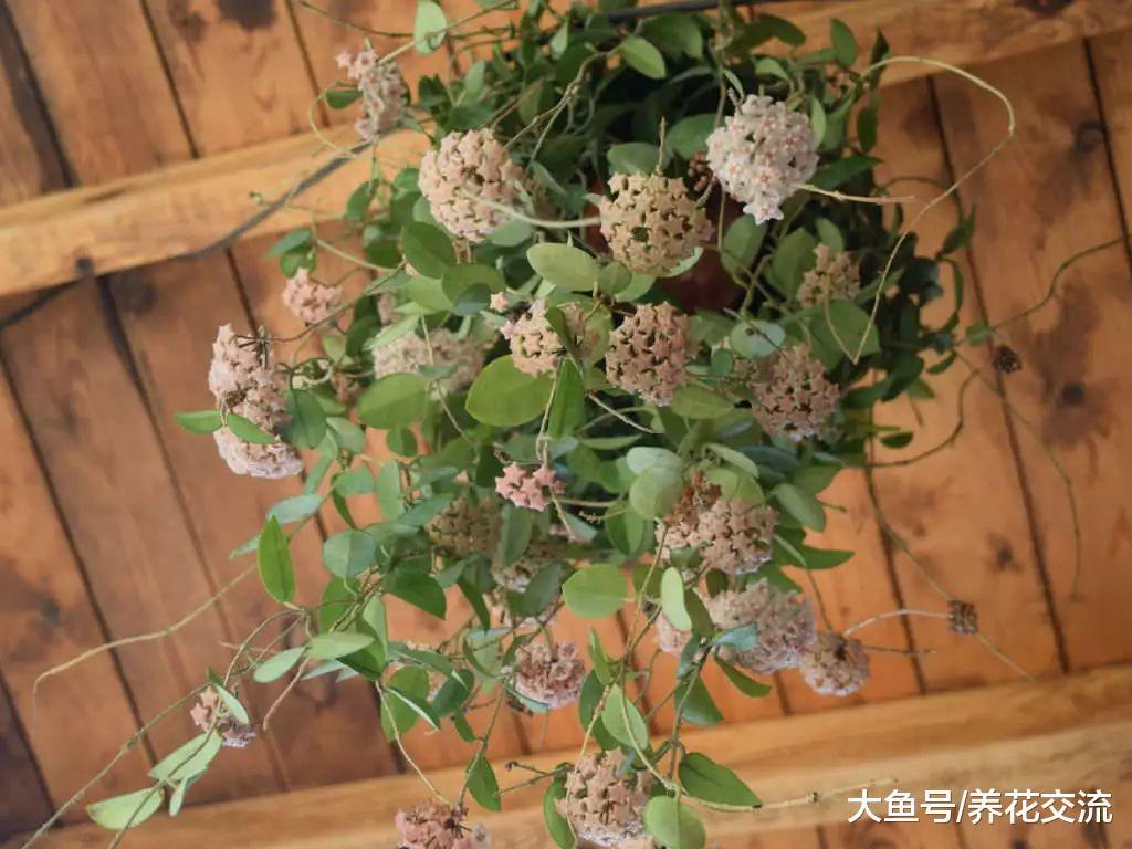 能够在室内轻松养活的7种爬藤植物, 养成窗台上的吊盆花最适宜