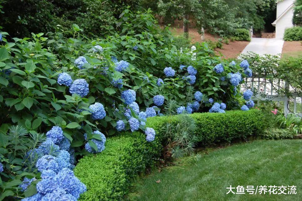 10种适合养在栅栏围墙上的爬藤开花植物, 把院子养成一片花海