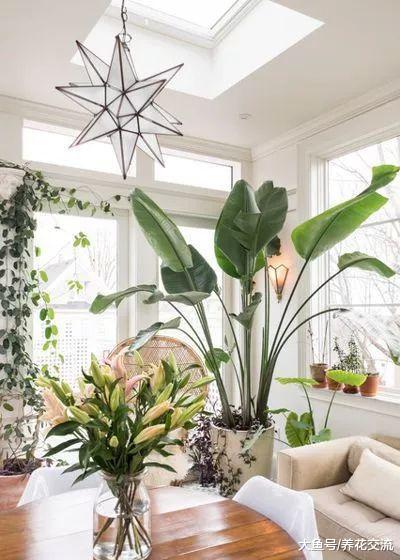 冬季保持室内植物健康的8个技巧, 你都做对了么?