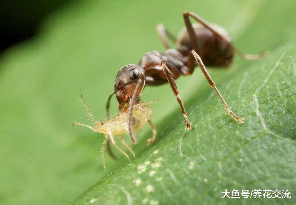 盆栽植物感染蚜虫不想喷药, 可用这十种有机的方法杀害虫