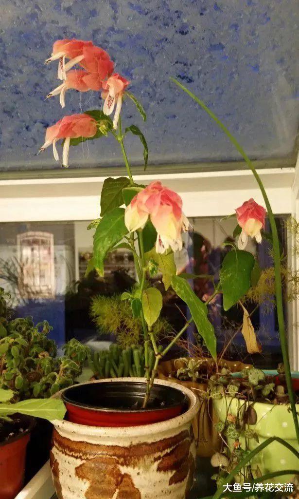 花朵长得像虾一般的虾衣花, 还有金黄色花苞的品种