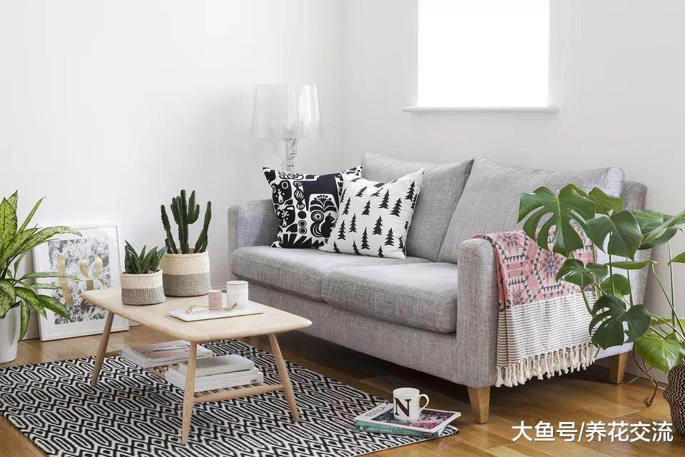 14个布置室内盆栽植物的绝佳创意, 家里养多少盆花卉都不显得乱
