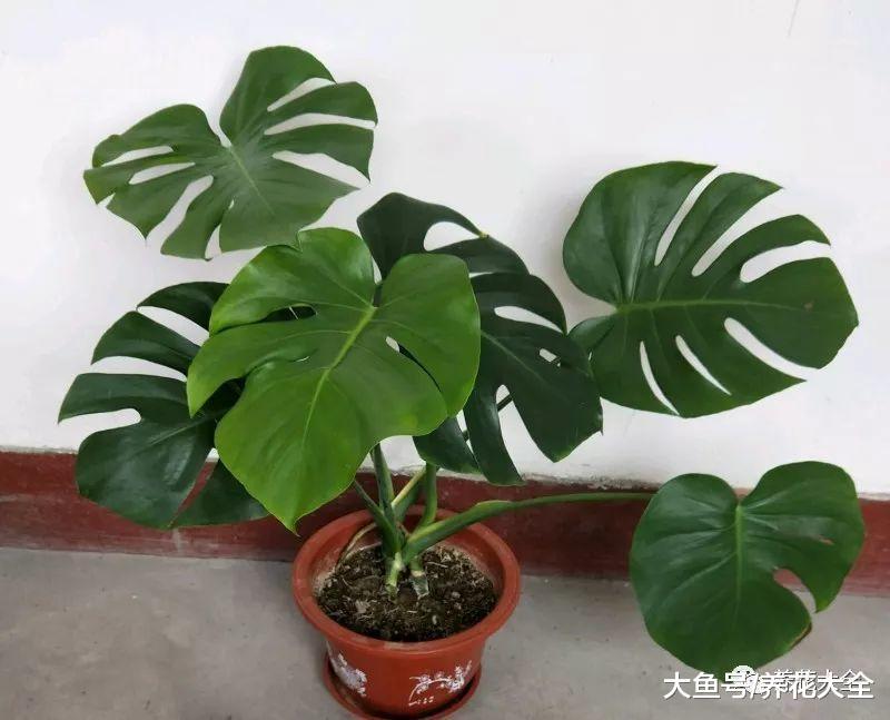 龟背竹不开背? 注意这几点, 裂到三指宽!