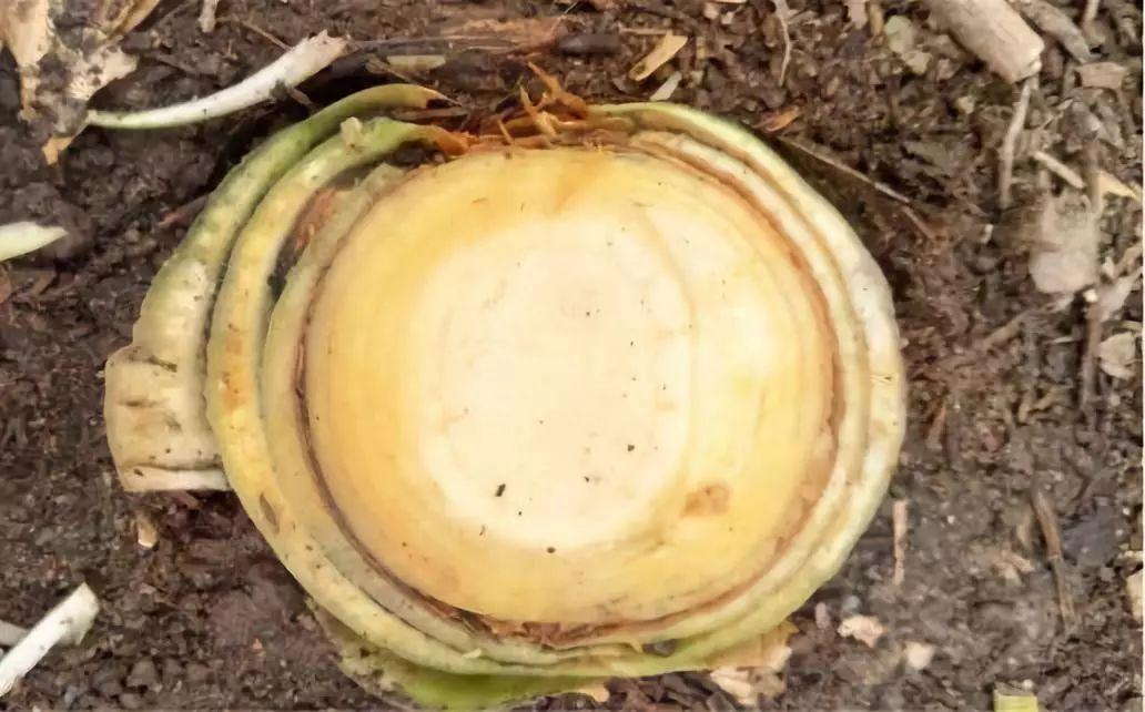 这3种花枯死也别扔, 砍1刀成10盆, 秒变养花大户!