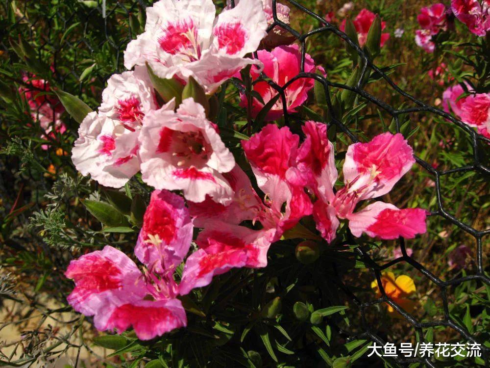 很少花友会知道的5种观赏花卉, 认识一种就算老园丁了