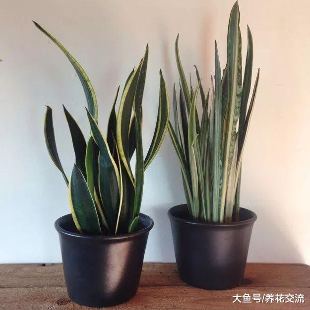 放在卧室里能够在晚上净化空气的虎皮兰, 一两个月不浇水都没关系