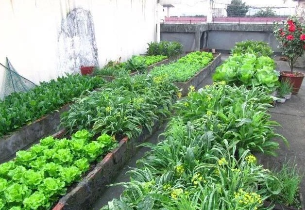 用点砖头、塑料桶, 把露台变成“小菜园”, 菜蔬长得油汪汪!