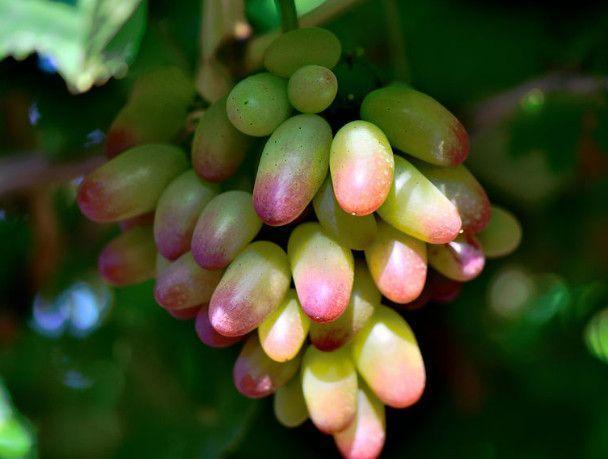 女人过40岁, 有钱没钱多吃这些“天然食物”, 营养解馋, 受益无穷