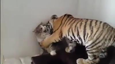老虎吃猫咪豆腐, 结果被连扇好几个耳光, 太丢脸了!