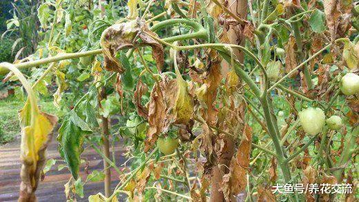 诱发番茄黄叶病的15种原因, 养好之后就能经常结果