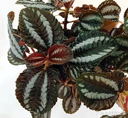这12种盆栽植物养在室内看起来特浪漫, 新手也能将它们养爆盆