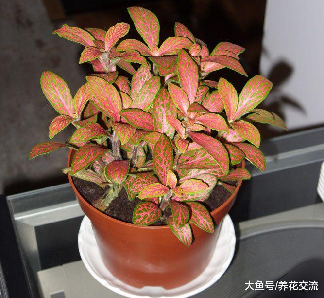 5种特别耐阴的盆栽植物, 养在桌面上也能生长旺盛