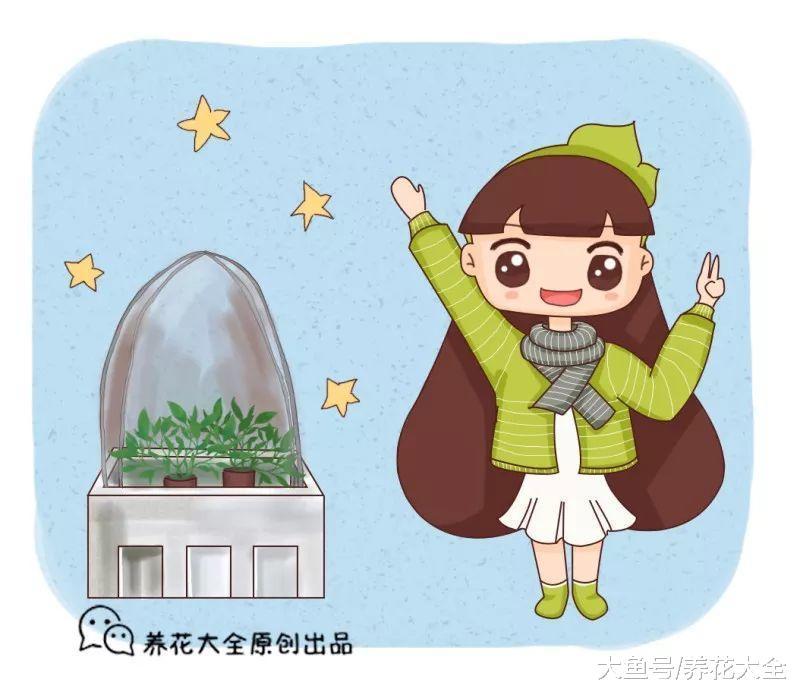 三角梅不开花? 给它戴个小黑帽, 花芽不断往外冒!