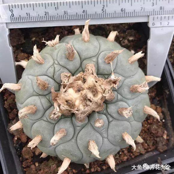 这几种多肉有毒? 爱养花的你可要注意了!