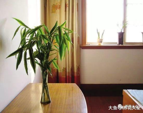 富贵竹这样养, 叶子由绿不烂根, 茎杆节节攀升!
