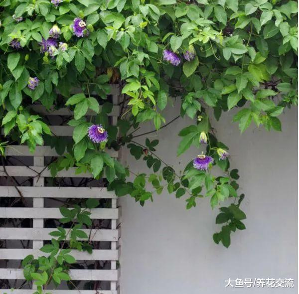 攀爬效果非常好的13种盆栽观赏花卉, 能够轻松养成一个花棚