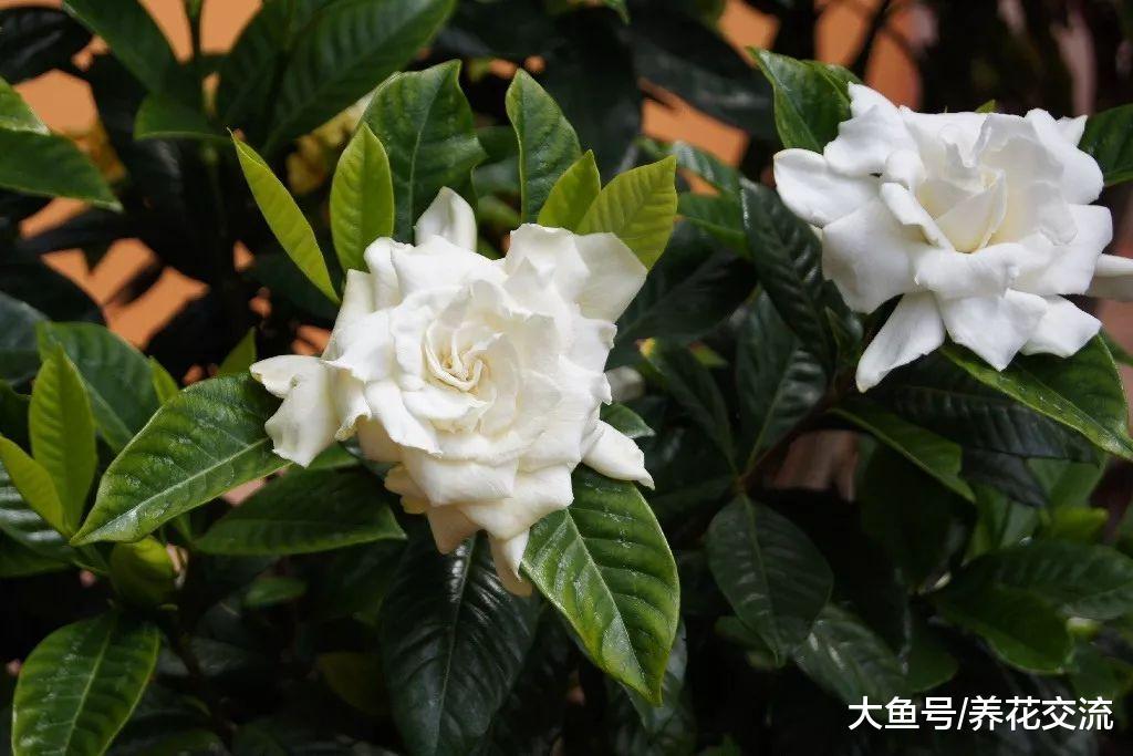 养死盆栽栀子花常见的5个错误操作, 促进常年开花的秘诀