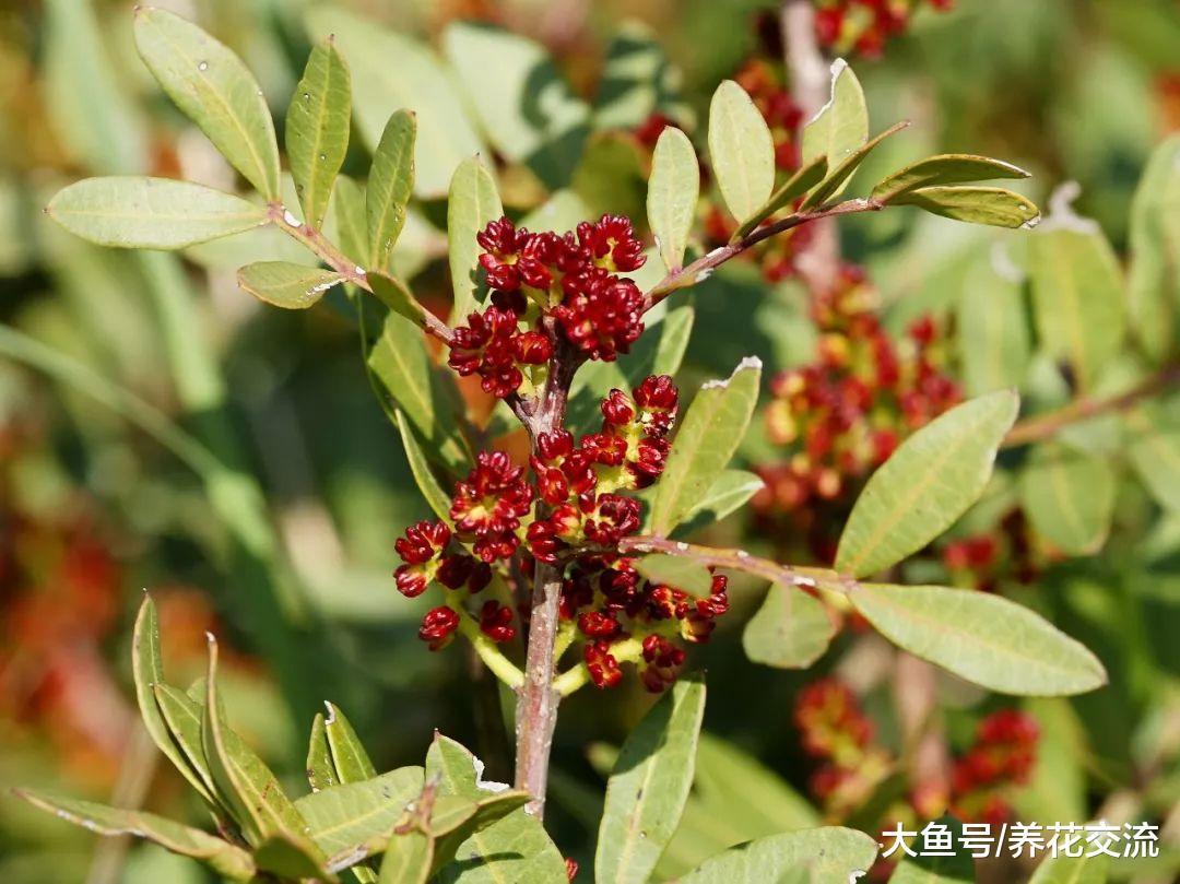 这些假清香木和假栀子花要注意, 有的朋友养了很多年都不知道