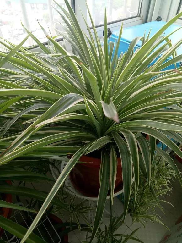 养花就像割韭菜, 割一茬冒新芽, 叶子长得巴掌大!