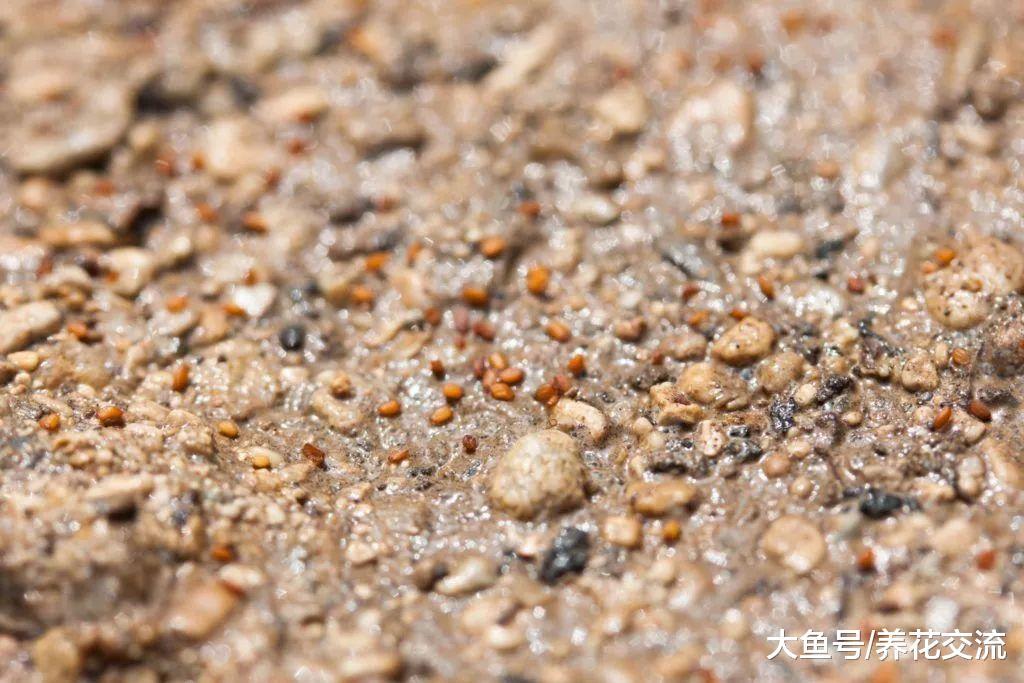 用多肉植物的种子培育盆栽, 几个星期就能生根发芽
