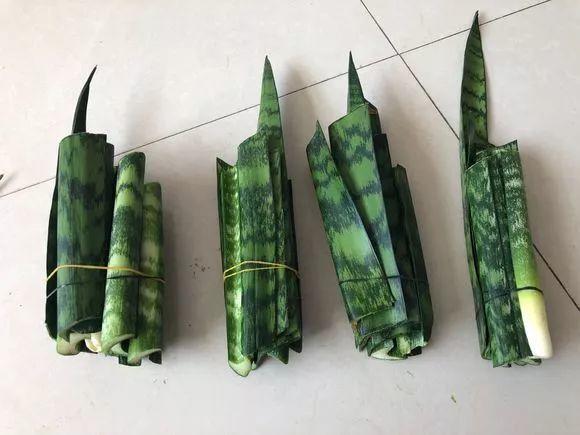 这花打半价也别买, 掐个枝就能活, 养花再也不费钱!