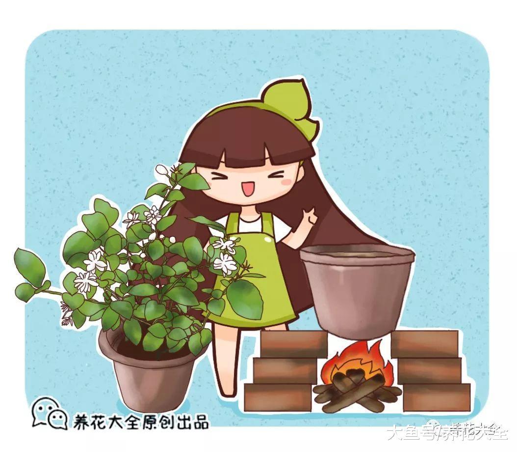 茉莉不开花? 那就放锅里煮一煮, 真的能够花开满盆!