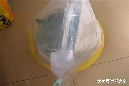 发财树的扦插方法, 学会了这几点, 再也不用担心了