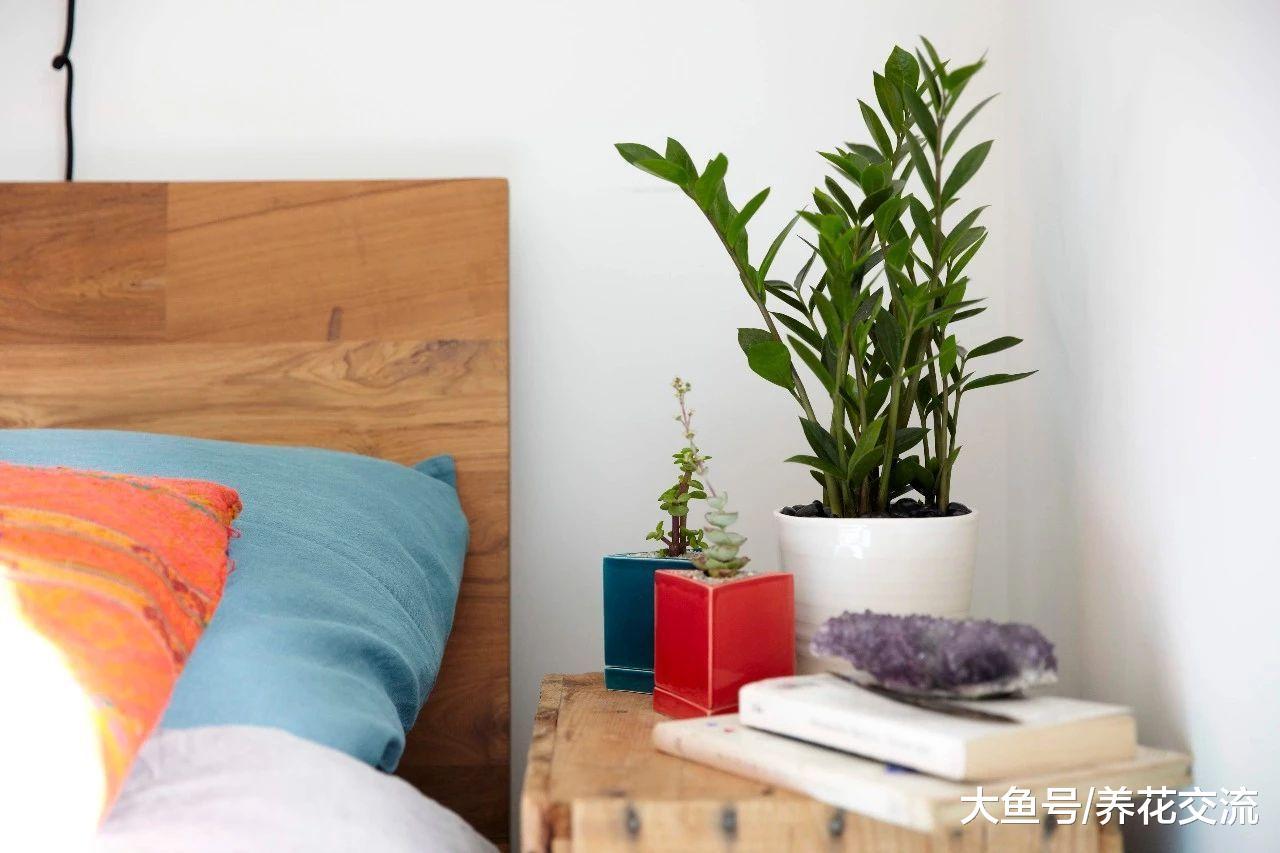 卧室适合养什么植物, 哪些植物在晚上也能释放氧气?