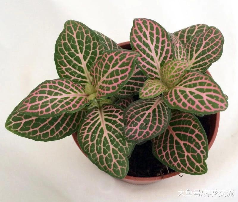 这7种观叶植物的叶片都是粉色的, 总有你喜欢的品种