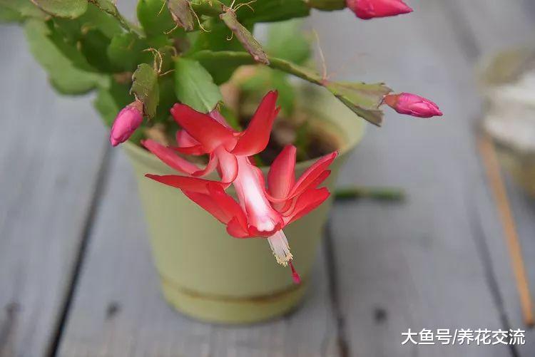 剪一段蟹爪兰的枝条扦插在水中就能生根发芽, 养成小盆栽