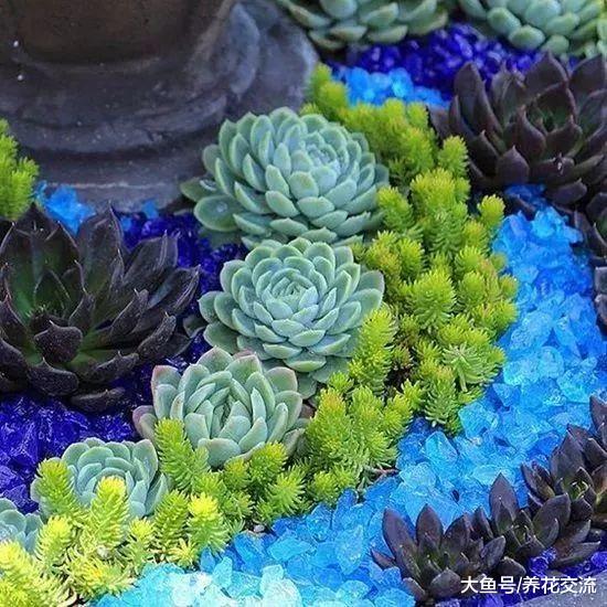 9种特别适合在院子里装饰多肉植物景观, 养成令人惊叹的多肉花海