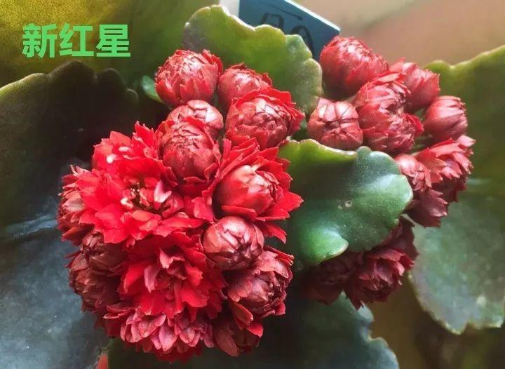 50种长寿花, 个个是极品, 看一眼就“入坑”!
