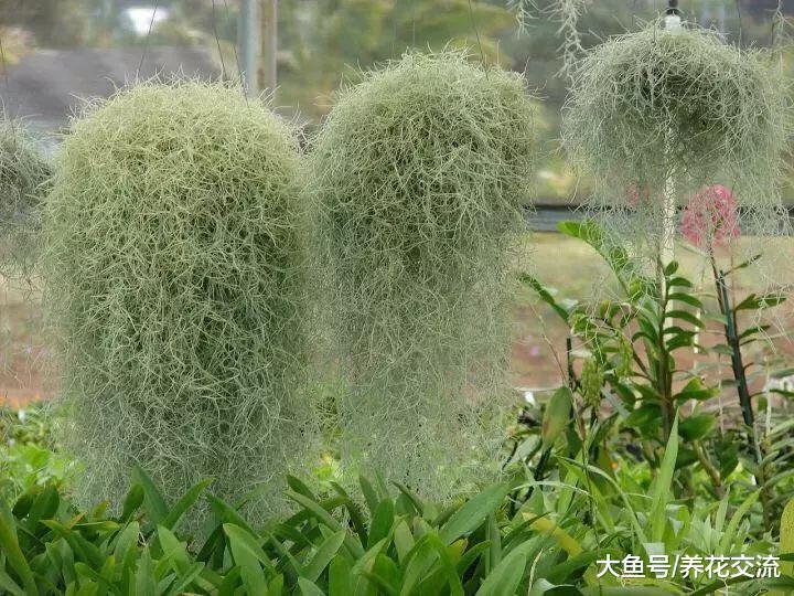 外观很别致的一些盆栽植物, 株型都是非常小巧的观赏花卉