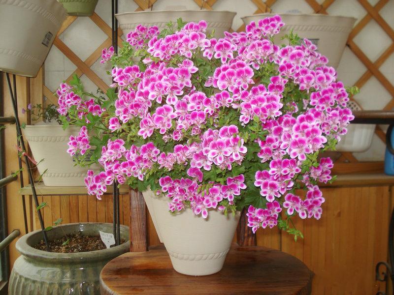 张大爷国庆买了1盆“这花”, 养1年变10盆, 阳台成“花海”