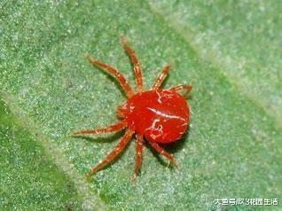 植物病虫害中的小霸王——红蜘蛛