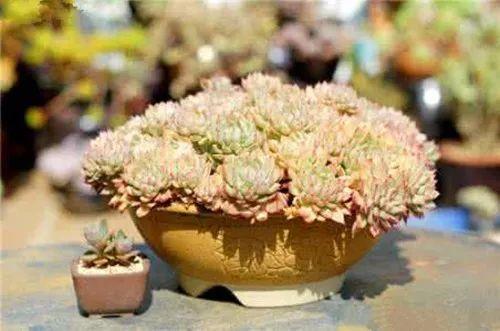 多肉发生病虫害, 马上这么处理, 安全无痛度过危害期!