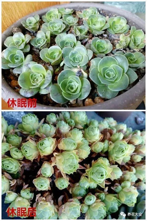 这些多肉要注意, 一到夏天就休眠, 还能变成小包子!