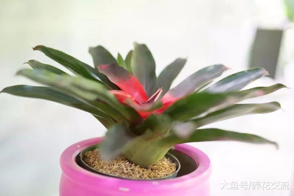 春节前后非常受欢迎的观赏凤梨, 适合养桌面上的观赏盆栽