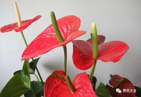 家里的红掌老黄叶? 放在这里养, 一个周就恢复!