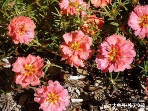 这9种花种院子里特别容易养护, 大部分能常年开花